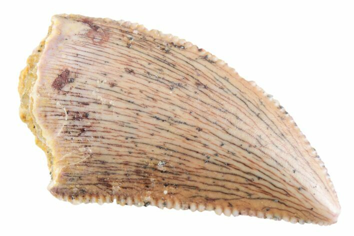Serrated Raptor Tooth - Real Dinosaur Tooth #364811